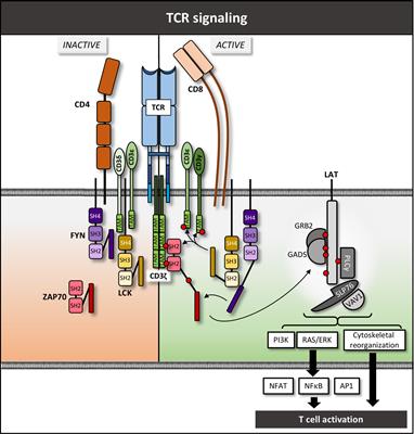 Naturally Occurring Genetic Alterations in Proximal TCR Signaling and Implications for Cancer Immunotherapy